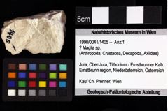 Foto (Objket + Etiketten) von Decapoda indet. 